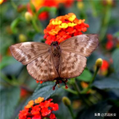 少年三国志放置版下载